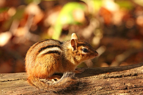 Fall Chippie by Deb Oppermann